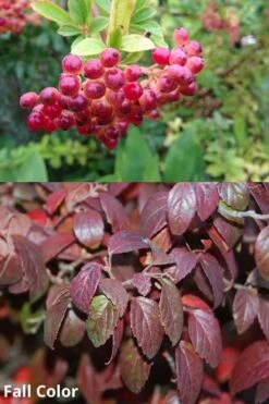 Snow Joey Viburnum - 2 Gallon Pot -Garden Plants Shop Viburnum Snow Joey 5