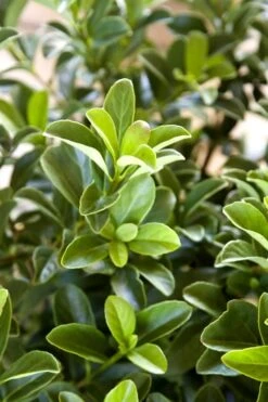 Sugar Cookie Sweet Viburnum - 3 Gallon Pot -Garden Plants Shop Viburnum Sugar Cookie 2