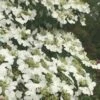 Summer Snowflake Viburnum - 6 Pack Of 1 Gallon Pots -Garden Plants Shop Viburnum Summer Snowflake 21 500x750 1