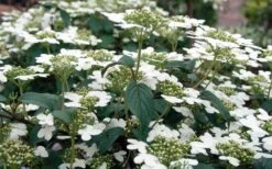 Summer Snowflake Viburnum - 6 Pack Of 1 Gallon Pots -Garden Plants Shop Viburnum Summer Snowflake 3