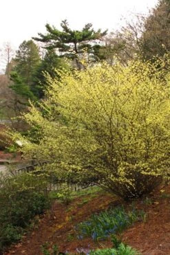 Winterthur Winterhazel (Corylopsis) - 3 Gallon Pot -Garden Plants Shop Winter Hazel Winterthur 5