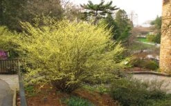 Winterthur Winterhazel (Corylopsis) - 3 Gallon Pot -Garden Plants Shop Winter Hazel Winterthur 6