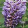 Amethyst Falls Wisteria Vine - 3 Gallon Pot 2 Amethyst Falls Wisteria Vine - 3 Gallon Pot -Garden Plants Shop Wisteria Amethyst Falls Rev 500x750 1