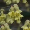 Winterthur Winterhazel (Corylopsis) - 3 Gallon Pot -Garden Plants Shop Witch Hazel Winterthur Corylopsis 1