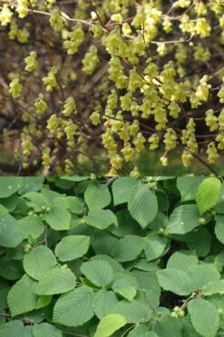 Winterthur Winterhazel (Corylopsis) - 3 Gallon Pot -Garden Plants Shop Witch Hazel Winterthur Corylopsis 2