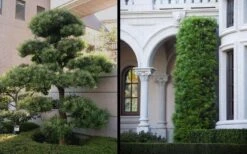 Podocarpus Macrophyllus Upright Yew - 6 Pack Of 1 Gallon Pots -Garden Plants Shop Yew Podocarpus 2