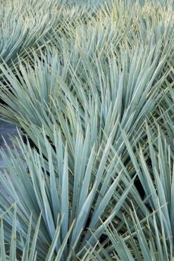 Blue Sentry Yucca - 3 Gallon Pot -Garden Plants Shop Yucca Blue Sentry 2 1