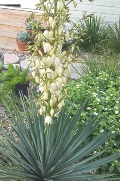 Blue Sentry Yucca - 3 Gallon Pot -Garden Plants Shop Yucca Blue Sentry 3 1