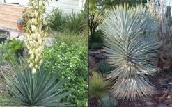 Blue Sentry Yucca - 1 Gallon Pot -Garden Plants Shop Yucca Blue Sentry 4