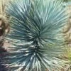 Blue Sentry Yucca - 1 Gallon Pot -Garden Plants Shop Yucca Blue Sentry 5