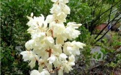 Color Guard Yucca - 6 Pack Of 1 Gallon Pots 15 Color Guard Yucca - 6 Pack Of 1 Gallon Pots -Garden Plants Shop Yucca Color Guard Flowers Closeup