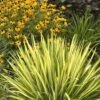 Color Guard Yucca - 3 Gallon Pot -Garden Plants Shop Yucca Color Guard Rev 500x750 2