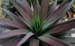 Blue Boy Yucca - 3 Gallon Pot 11 Blue Boy Yucca - 3 Gallon Pot -Garden Plants Shop Yucca MaBlue Boy 1