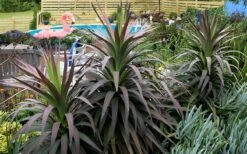 Blue Boy Yucca - 3 Gallon Pot 10 Blue Boy Yucca - 3 Gallon Pot -Garden Plants Shop Yucca MaBlue Boy 8