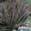 Magenta Magic Yucca - 1 Gallon Pot 1 Magenta Magic Yucca - 1 Gallon Pot -Garden Plants Shop Yucca Magenta Magic 15