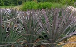Magenta Magic Yucca - 1 Gallon Pot 9 Magenta Magic Yucca - 1 Gallon Pot -Garden Plants Shop Yucca Magenta Magic 2