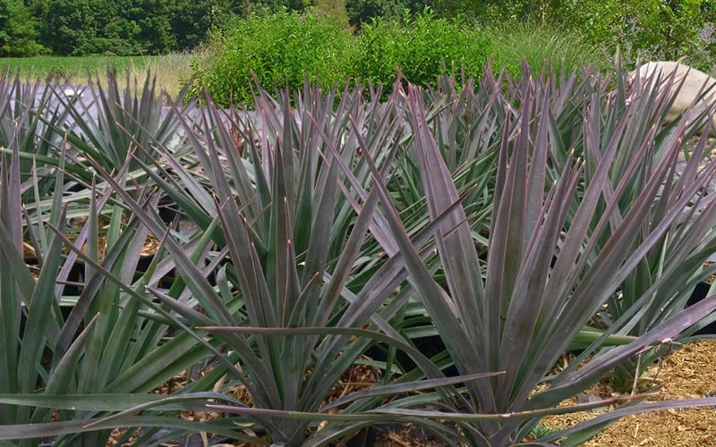 Magenta Magic Yucca - 1 Gallon Pot 6 Magenta Magic Yucca - 1 Gallon Pot - Image 4