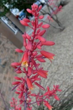 Red Yucca - 3 Gallon Pot -Garden Plants Shop Yucca Red 5