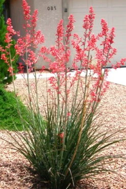 Red Yucca - 3 Gallon Pot -Garden Plants Shop Yucca Red 6