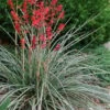 Red Yucca - 3 Gallon Pot -Garden Plants Shop Yucca Red 8