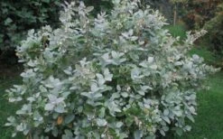 Woodlanders Blue Dusty Zenobia (Honeycup) - 3 Gallon Pot 17 Woodlanders Blue Dusty Zenobia (Honeycup) - 3 Gallon Pot -Garden Plants Shop Zenobia Woodlanders Blue 20