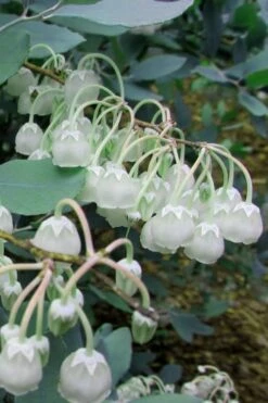 Woodlanders Blue Dusty Zenobia (Honeycup) - 3 Gallon Pot 16 Woodlanders Blue Dusty Zenobia (Honeycup) - 3 Gallon Pot -Garden Plants Shop Zenobia Woodlanders Blue 7