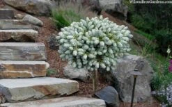 Ice Breaker Korean Fir (Single Trunk Topiary) - 3 Gallon Pot -Garden Plants Shop abies koreana kouhouts ice breaker korean fir 2 1