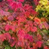 Dancing Peacock Japanese Maple (Acer Japonicum 'Aconitifolium') - 3 Gallon Pot (2-3') -Garden Plants Shop acer japonicum aconitifolium dancing peacock japanese maple 2