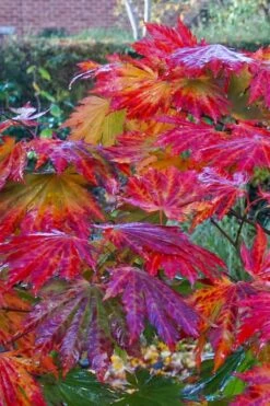Dancing Peacock Japanese Maple (Acer Japonicum 'Aconitifolium') - 3 Gallon Pot (2-3') -Garden Plants Shop acer japonicum aconitifolium dancing peacock japanese maple 5