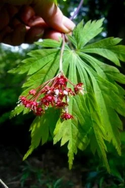 Dancing Peacock Japanese Maple (Acer Japonicum 'Aconitifolium') - 3 Gallon Pot (2-3') -Garden Plants Shop acer japonicum aconitifolium dancing peacock japanese maple 6