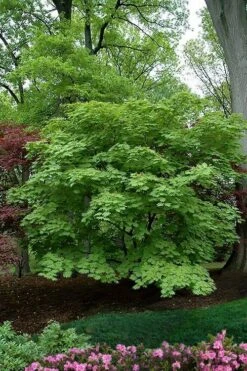 Dancing Peacock Japanese Maple (Acer Japonicum 'Aconitifolium') - 3 Gallon Pot (2-3') -Garden Plants Shop acer japonicum aconitifolium dancing peacock japanese maple 9