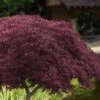 Crimson Queen Dwarf Japanese Maple (High Graft Tree Form) - 2 Gallon Pot -Garden Plants Shop acer palmatum dissectum crimson queen high graft tree form 1