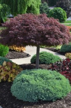 Crimson Queen Dwarf Japanese Maple (High Graft Tree Form) - 2 Gallon Pot 14 Crimson Queen Dwarf Japanese Maple (High Graft Tree Form) - 2 Gallon Pot -Garden Plants Shop acer palmatum dissectum crimson queen high graft tree form formal