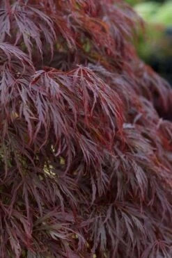 Crimson Queen Dwarf Japanese Maple (High Graft Tree Form) - 2 Gallon Pot 13 Crimson Queen Dwarf Japanese Maple (High Graft Tree Form) - 2 Gallon Pot -Garden Plants Shop acer palmatum dissectum crimson queen leaves