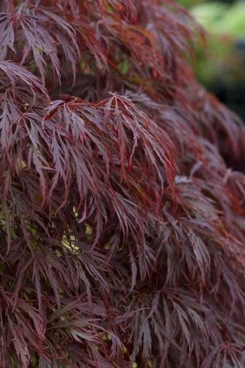 Crimson Queen Dwarf Japanese Maple (High Graft Tree Form) - 2 Gallon Pot 7 Crimson Queen Dwarf Japanese Maple (High Graft Tree Form) - 2 Gallon Pot - Image 5
