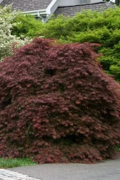 Crimson Queen Dwarf Japanese Maple - 2 Gallon Pot -Garden Plants Shop acer palmatum dissectum crimson queen low graft shrub form 1 1