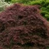 Crimson Queen Dwarf Japanese Maple - 2 Gallon Pot -Garden Plants Shop acer palmatum dissectum crimson queen low graft shrub form 1