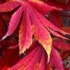 Fascination Japanese Maple - 3 Gallon Pot 2 Fascination Japanese Maple - 3 Gallon Pot -Garden Plants Shop acer palmatum fascination japanese maple foliage colors 7