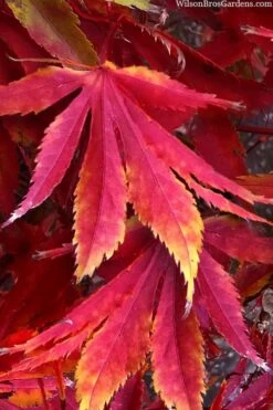 Fascination Japanese Maple - 3 Gallon Pot