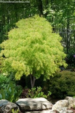 Fascination Japanese Maple - 3 Gallon Pot 11 Fascination Japanese Maple - 3 Gallon Pot -Garden Plants Shop acer palmatum fascination japanese maple foliage colors 8