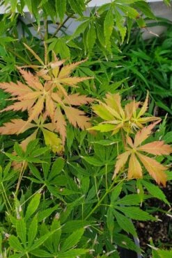Fascination Japanese Maple - 3 Gallon Pot 13 Fascination Japanese Maple - 3 Gallon Pot -Garden Plants Shop acer palmatum fascination japanese maple summer color 1