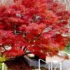 Glowing Embers Japanese Maple - 7 Gallon Pot (5-6') 2 Glowing Embers Japanese Maple - 7 Gallon Pot (5-6') -Garden Plants Shop acer palmatum glowing embers japanese maple 20
