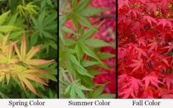 Glowing Embers Japanese Maple - 7 Gallon Pot (5-6') -Garden Plants Shop acer palmatum glowing embers japanese maple 21
