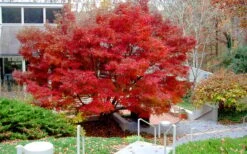Glowing Embers Japanese Maple - 7 Gallon Pot (5-6') -Garden Plants Shop acer palmatum glowing embers japanese maple 24