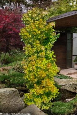 Skyscraper Columnar Japanese Maple - 1 Gallon Pot 10 Skyscraper Columnar Japanese Maple - 1 Gallon Pot -Garden Plants Shop acer palmatum green pillar japanese maple 1