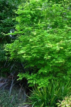 Hogyoku Japanese Maple - 3 Gallon Pot -Garden Plants Shop acer palmatum hogyoku japanese maple 2