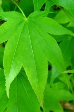 Hogyoku Japanese Maple - 3 Gallon Pot -Garden Plants Shop acer palmatum hogyoku japanese maple 4