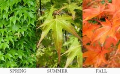 Hogyoku Japanese Maple - 1 Gallon Pot -Garden Plants Shop acer palmatum hogyoku japanese maple 6 1
