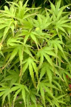 Eagle's Claw Japanese Maple - (Acer Palmatum 'Kamagata') - 2 Gallon Pot -Garden Plants Shop acer palmatum kamagata eagles claw japanese maple 3