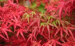 Eagle's Claw Japanese Maple - (Acer Palmatum 'Kamagata') - 2 Gallon Pot -Garden Plants Shop acer palmatum kamagata eagles claw japanese maple 4